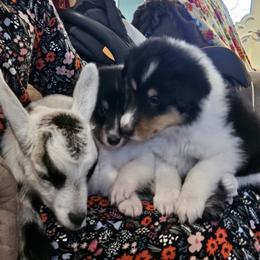 Blackie - Black white and tan male Collie puppy in Tennessee from Voneida Collies & Corgis