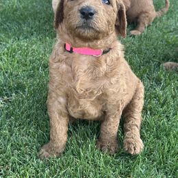 Hot Pink Collar Girl - Red  female Goldendoodle puppy in Escalon, California from Silveira’s Golden Doodles