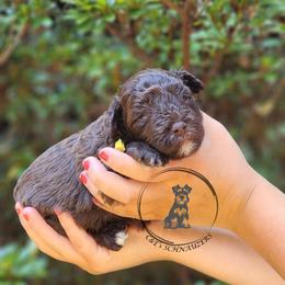 Hercules - Liver male Miniature Schnauzer puppy in Trinity, Alabama from C&E'S Schnauzers