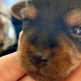 Yorkshire Terriers from Marrield's Yorkie Puppies