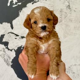 Luna - Apricot female Cavapoo puppy in Mona, Utah from Small Town Cavaliers