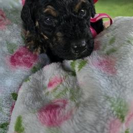 Aussiedoodle Puppies from Louisville Doodles