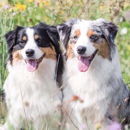 Australian Shepherds from Vista Point Australian Shepherds