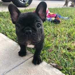 French Bulldog Puppies from TC’s French Bulldogs