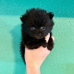 Spring - Black female Pomeranian puppy in Stroud, Oklahoma from Laik’s Little Shihtz & Poms