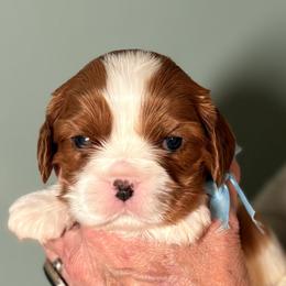 Torch (Light blue ribbon) - Blenheim male Cavalier King Charles Spaniel puppy in Albany, Georgia from Legend Cavaliers