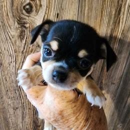 Joey - Black and white male Chihuahua puppy in Nc, Florida from Brusseluv2