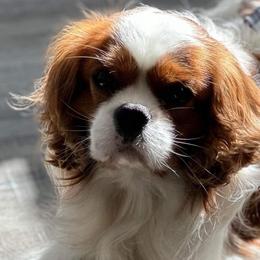 Brady - Cavalier King Charles Spaniel