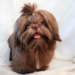 Shih Tzu Puppies from Southern Oklahoma Shih Tzus