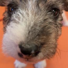 Wire Fox Terriers from RUFF-N-READY GROOMING & BREEDING