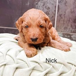 Nick - Red  male Goldendoodle puppy in Pasco, Washington from Camp Doodle Woods