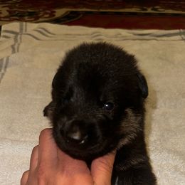 Male Red - Black and tan male German Shepherd puppy in San Antonio, Texas from Alamo Canine