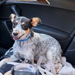Rodeo Rose - Blue mottled female Australian Cattle Dog puppy in Kalispell, Montana from BTR Australian Cattle Dogs