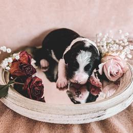 Crow - White and black male Bordoodle puppy in Elizabeth City, North Carolina from Howdy Doodles