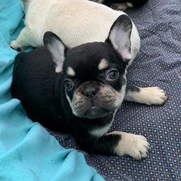 French Bulldog Puppies from Route 66 French Bulldogs