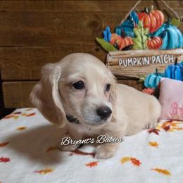 Miss purple - Cream female Dachshund puppy in Webb, Alabama from Bryant's Babies