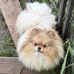 Winnie - Pomeranian
