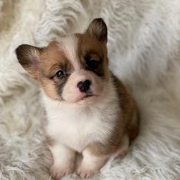 Girl 1 - Red female Pembroke Welsh Corgi puppy in Morton, Mississippi from Southern Magnolia Corgis