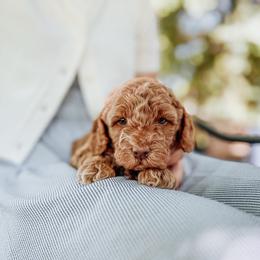 Alvin - Red and white male Cockapoo puppy in Dixon, Montana from Super Z Kennels