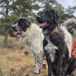 Caddie - Colorado Mountain Dog