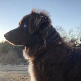 Dancer - Australian Shepherd