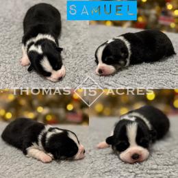 Pembroke Welsh Corgi Puppies from Thomas Acres