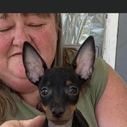 Ibizan Hound and Manchester Terrier Puppies from Ahram Ibizan hounds and Manchester Terriers