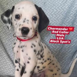 Charmander (Red Collar) LUA - White and black male Dalmatian puppy in Raymondville, Missouri from Wagner's Dalmatian's