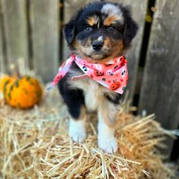 Blair - Blue merle female Australian Shepherd puppy in Salem, Oregon from Steady Aim Aussies