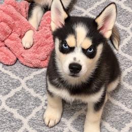 Little Man -Yellow Collar - Black and white male Pomsky puppy in Mannington Township, New Jersey from Little Husky Hutt