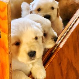 Golden Retriever Puppies from Glacier Goldens