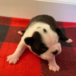 Jayden - Black brindle and white male Boston Terrier puppy in Imperial, Missouri from Boston Kup Breeders