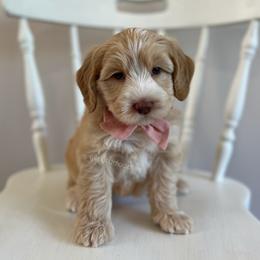 Cove - Caramel female Australian Labradoodle puppy in Belding, Michigan from Rutu Australian Labradoodles