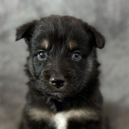 Willie Boy-4 - Black tri-color male Australian Shepherd puppy in Mena, Arkansas from Fat-Bottom Farms