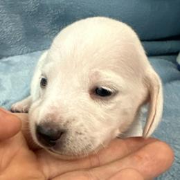 Degas - Cream male Dachshund puppy in Memphis, Tennessee from River City Doxies