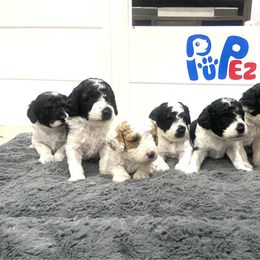 Poodle puppies from Utah Mountain Doodles