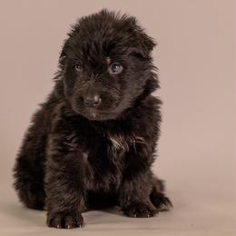 Orange collar - Black male German Shepherd puppy in Plumas Lake, California from Zwinger Vom Greifjäger