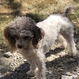 RICARDO - Poodle