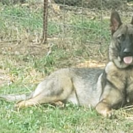 German Shepherds from Krafthaus German Shepherds