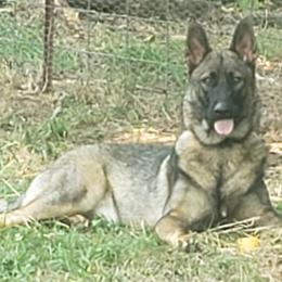 German Shepherds from Krafthaus German Shepherds