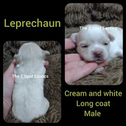 Leprechaun - Cream and white male Chihuahua puppy in Dandridge, Tennessee from The Z Spot Exotics