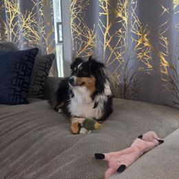 Olive - Black tri female Miniature American Shepherd puppy in Santa Rosa, California from BennettValleyAussies