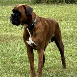 Lincoln - Brindle male Boxer puppy in Bowling Green, Kentucky from MAKBox Euro Boxers