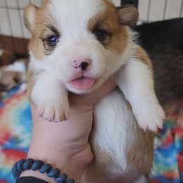 Pembroke Welsh Corgi Puppies from Millsinn Corgis
