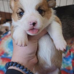 Pembroke Welsh Corgi Puppies from Millsinn Corgis