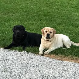 Labrador Retriever Puppies from Showtime Labradors