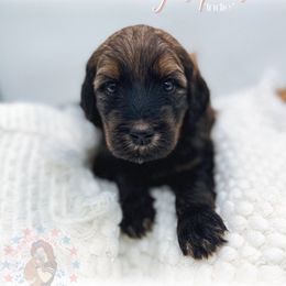 Indie - Phantom female Goldendoodle puppy in California City, California from Summer Sun Doodles