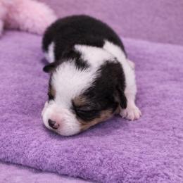 20 Purple Collar - Black and tan female Pembroke Welsh Corgi puppy in Port Republic, Maryland from Bestfurends