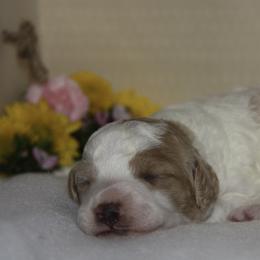 Australian Shepherd, Goldendoodle, and Poodle Puppies from 5AFarms