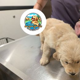 Golden Retriever Puppies from Splish Splash Goldens LLC